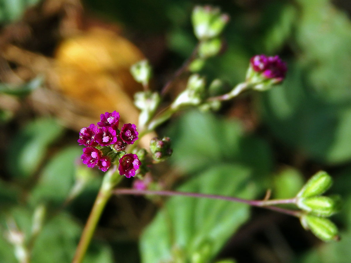 Boerhavia coccinea P. Mill.