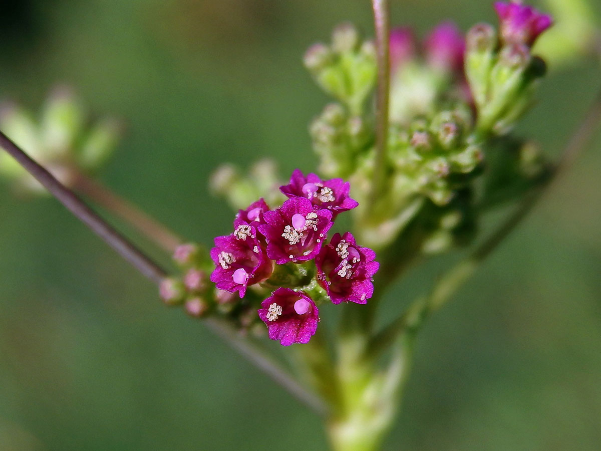 Boerhavia coccinea P. Mill.