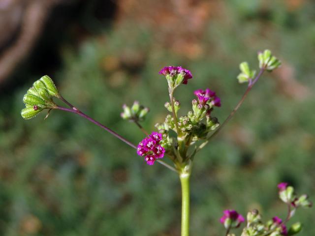 Boerhavia coccinea P. Mill.