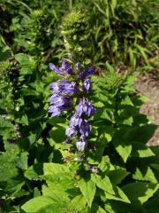 Lobelka velká (Lobelia siphilitica L.)