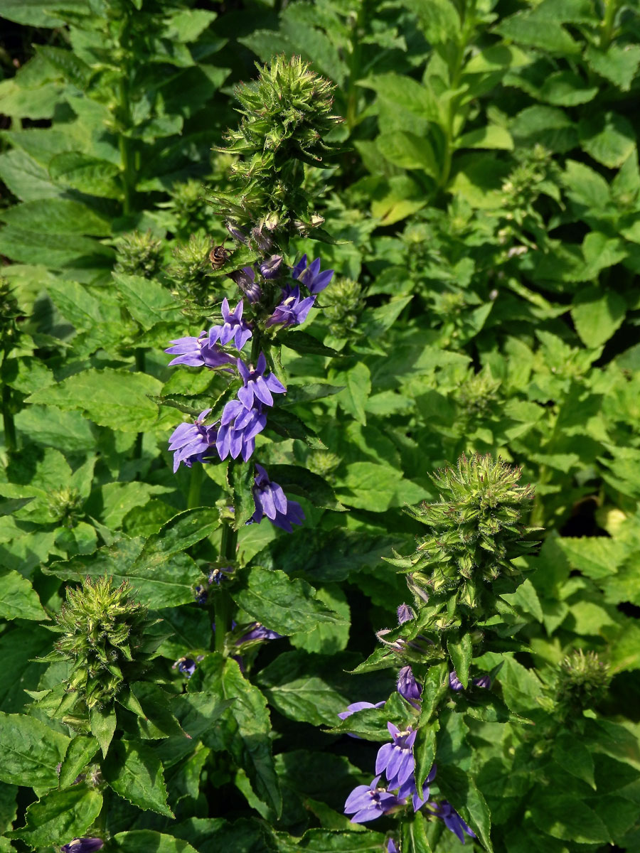 Lobelka velká (Lobelia siphilitica L.)