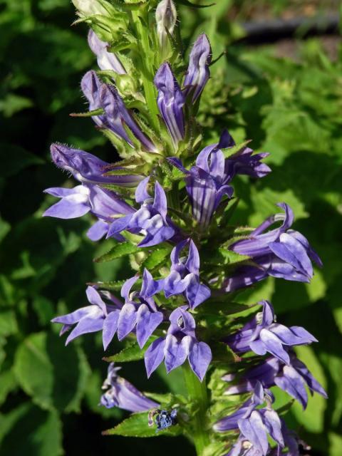 Lobelka velká (Lobelia siphilitica L.)