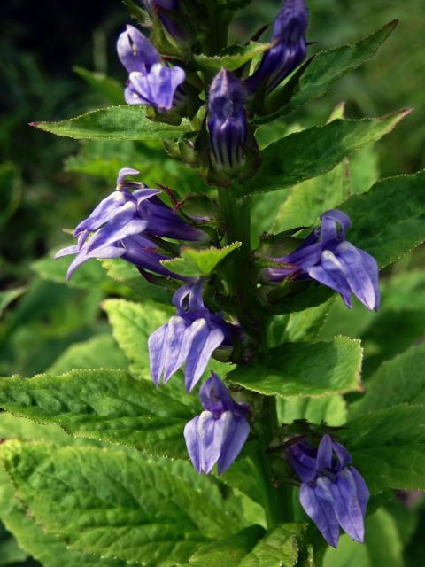 Lobelka velká (Lobelia siphilitica L.)