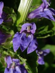 Lobelka velká (Lobelia siphilitica L.)