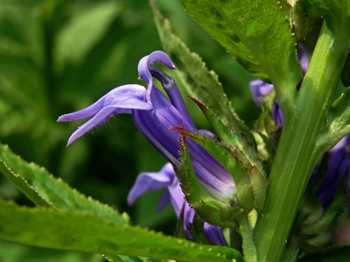 Lobelka velká (Lobelia siphilitica L.)