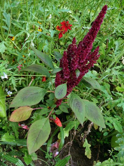 Laskavec krvavý (Amaranthus cruentus L.)