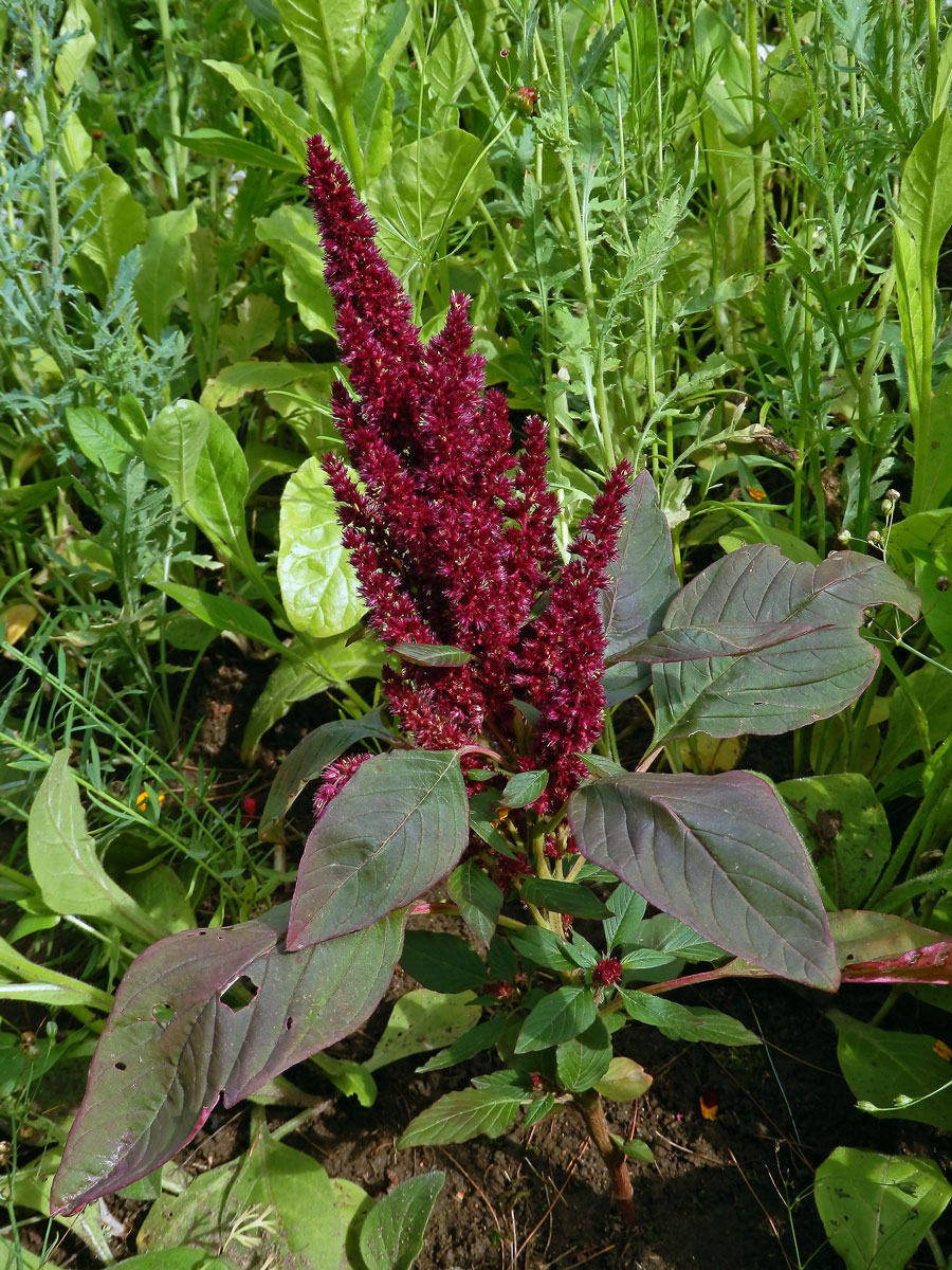 Laskavec krvavý (Amaranthus cruentus L.)