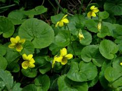 Violka dvoukvětá (Viola biflora L.)