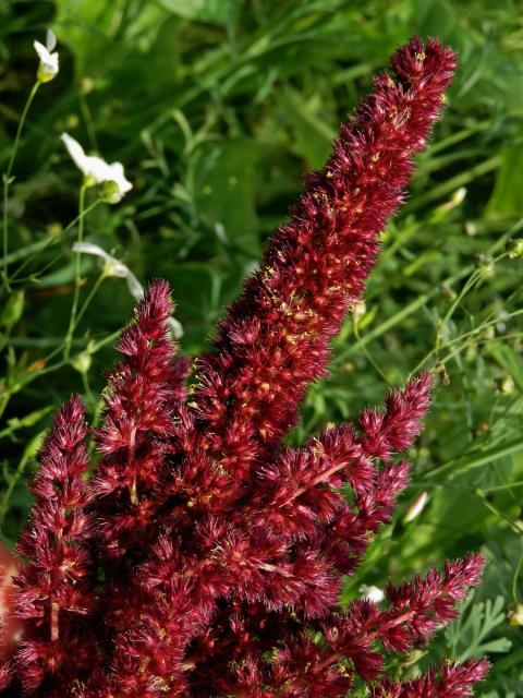 Laskavec krvavý (Amaranthus cruentus L.)