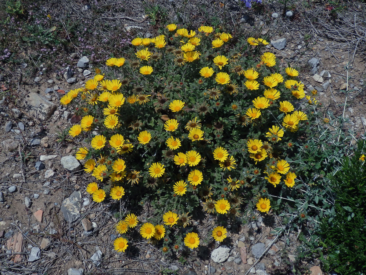 Hvězdička přímořská (Asteriscus maritimus (L.) Less.)