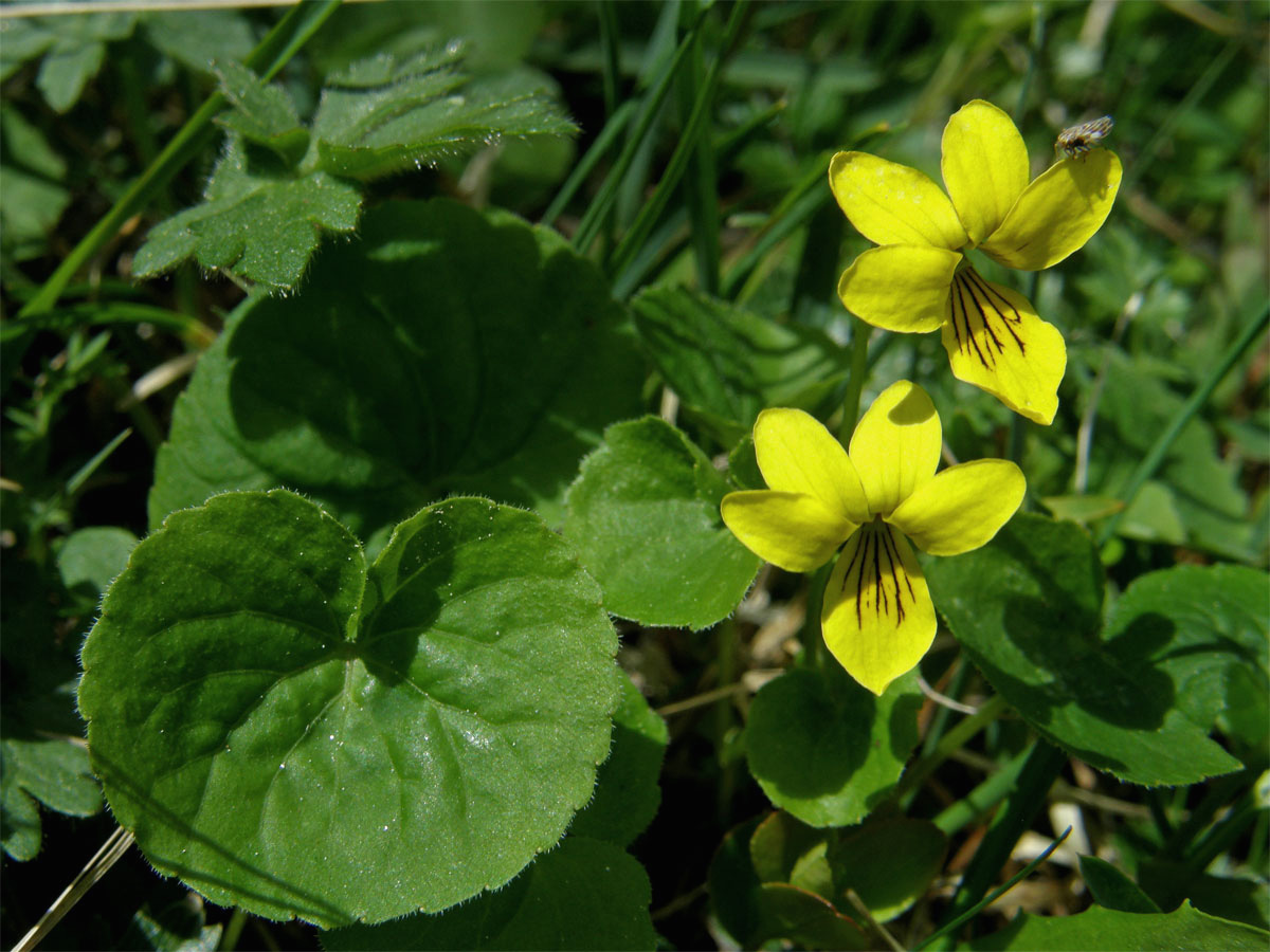 Violka dvoukvětá (Viola biflora L.)