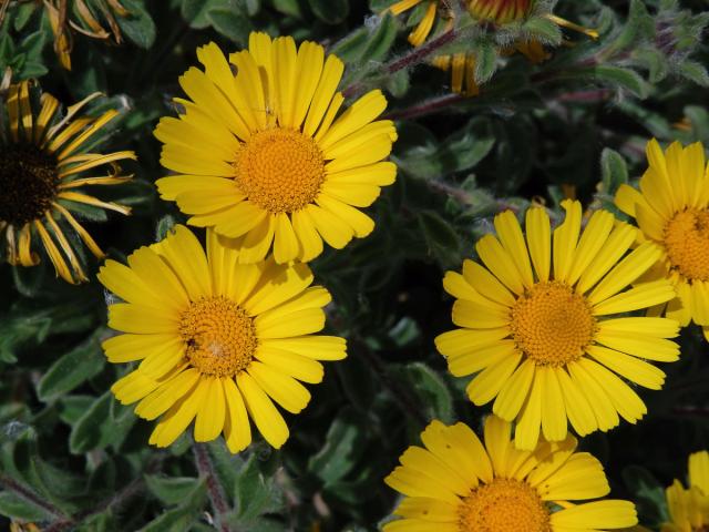 Hvězdička přímořská (Asteriscus maritimus (L.) Less.)