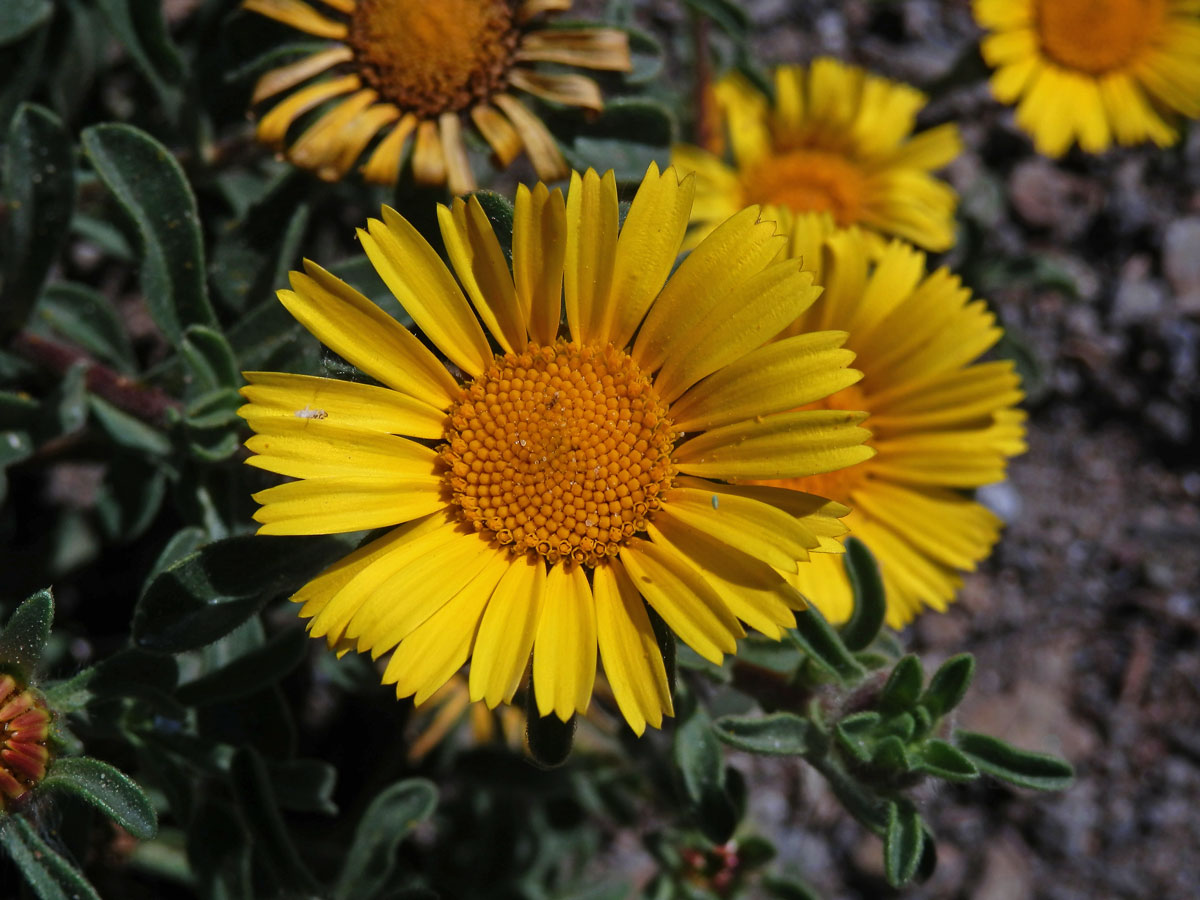 Hvězdička přímořská (Asteriscus maritimus (L.) Less.)