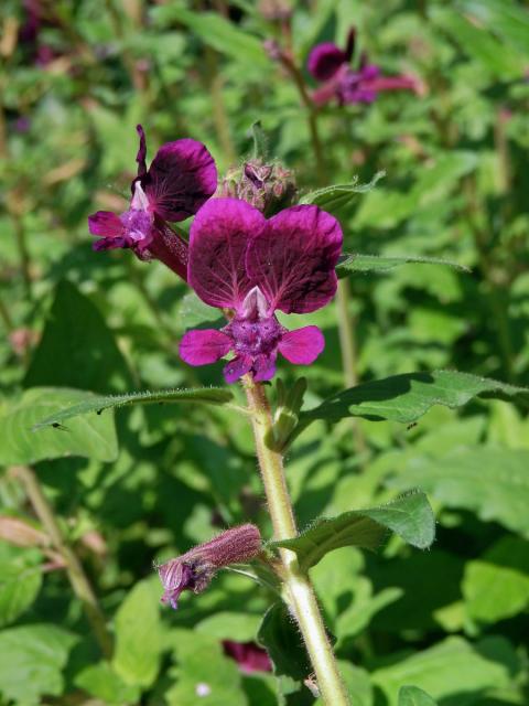 Hlazenec kopinatý (Cuphea lanceolata W. T. Aiton)