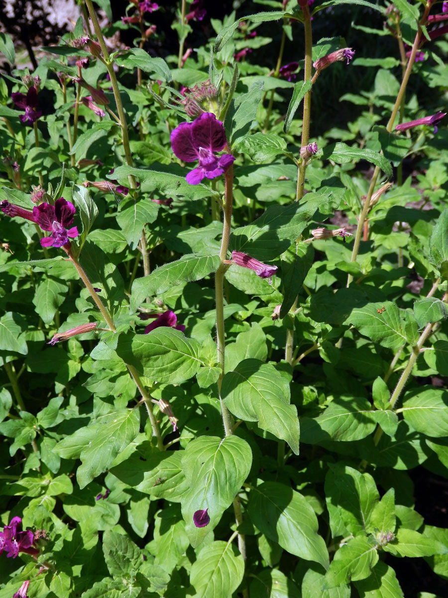 Hlazenec kopinatý (Cuphea lanceolata W. T. Aiton)