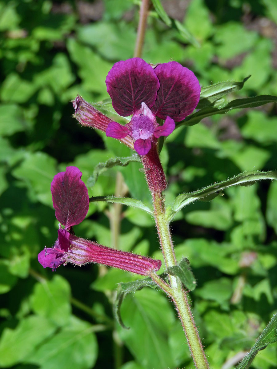 Hlazenec kopinatý (Cuphea lanceolata W. T. Aiton)