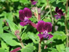 Hlazenec kopinatý (Cuphea lanceolata W. T. Aiton)