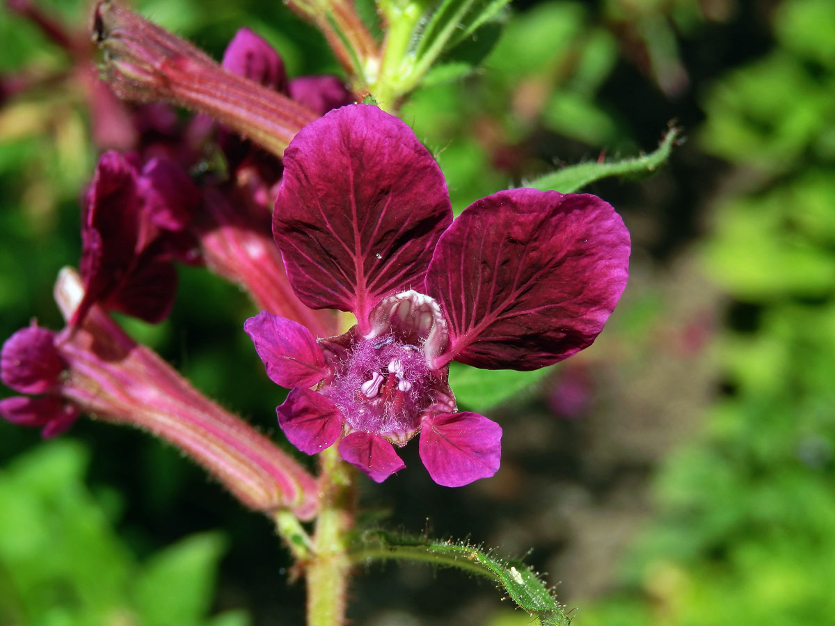 Hlazenec kopinatý (Cuphea lanceolata W. T. Aiton)