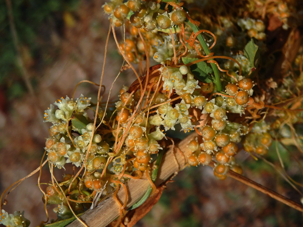 Kokotice ladní (Cuscuta campestris Yuncker)