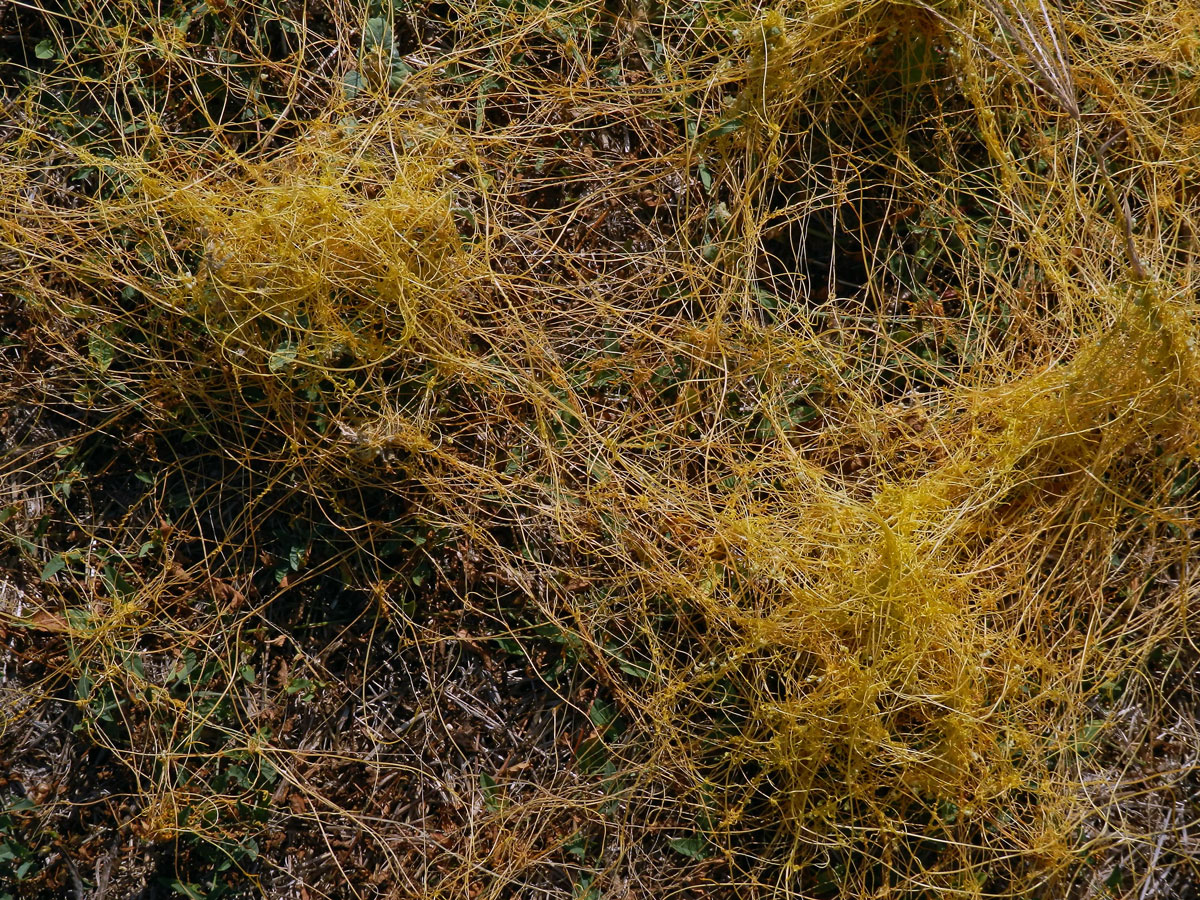 Kokotice ladní (Cuscuta campestris Yuncker)