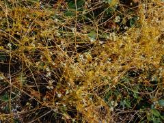 Kokotice ladní (Cuscuta campestris Yuncker)