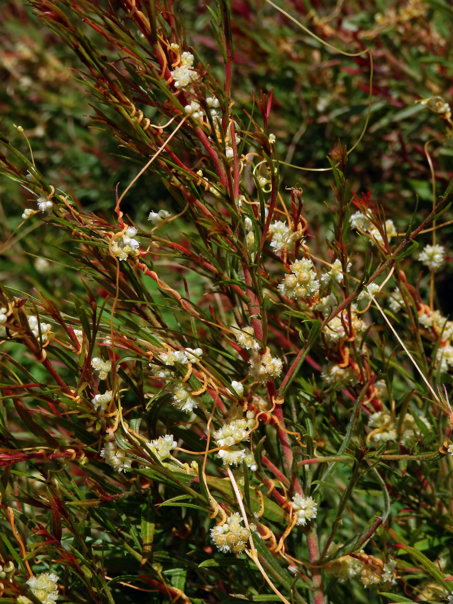 Kokotice ladní (Cuscuta campestris Yuncker)