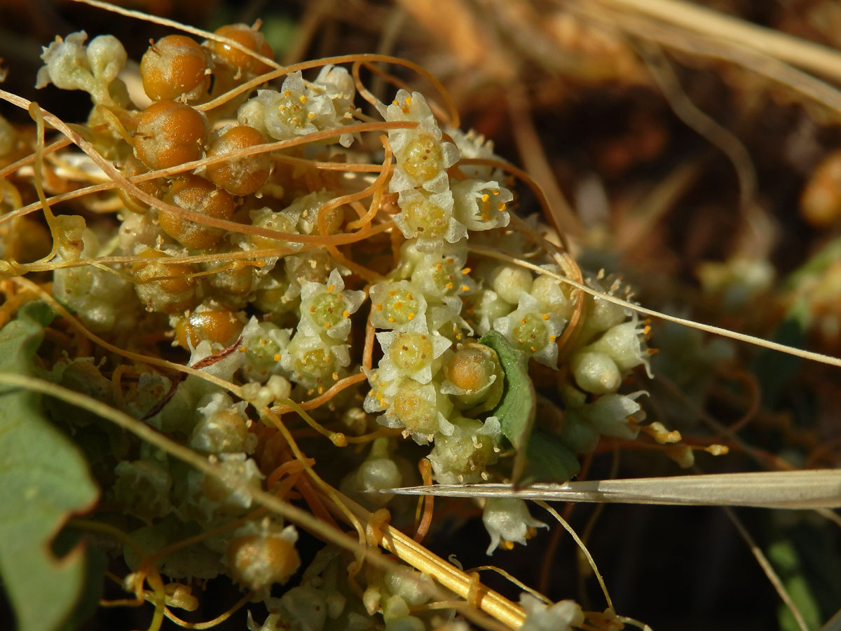 Kokotice ladní (Cuscuta campestris Yuncker)