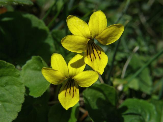 Violka dvoukvětá (Viola biflora L.)