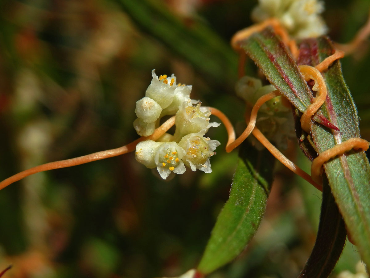 Kokotice ladní (Cuscuta campestris Yuncker)