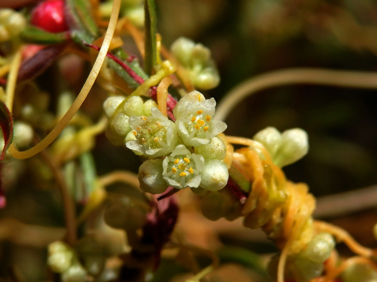 Kokotice ladní (Cuscuta campestris Yuncker)