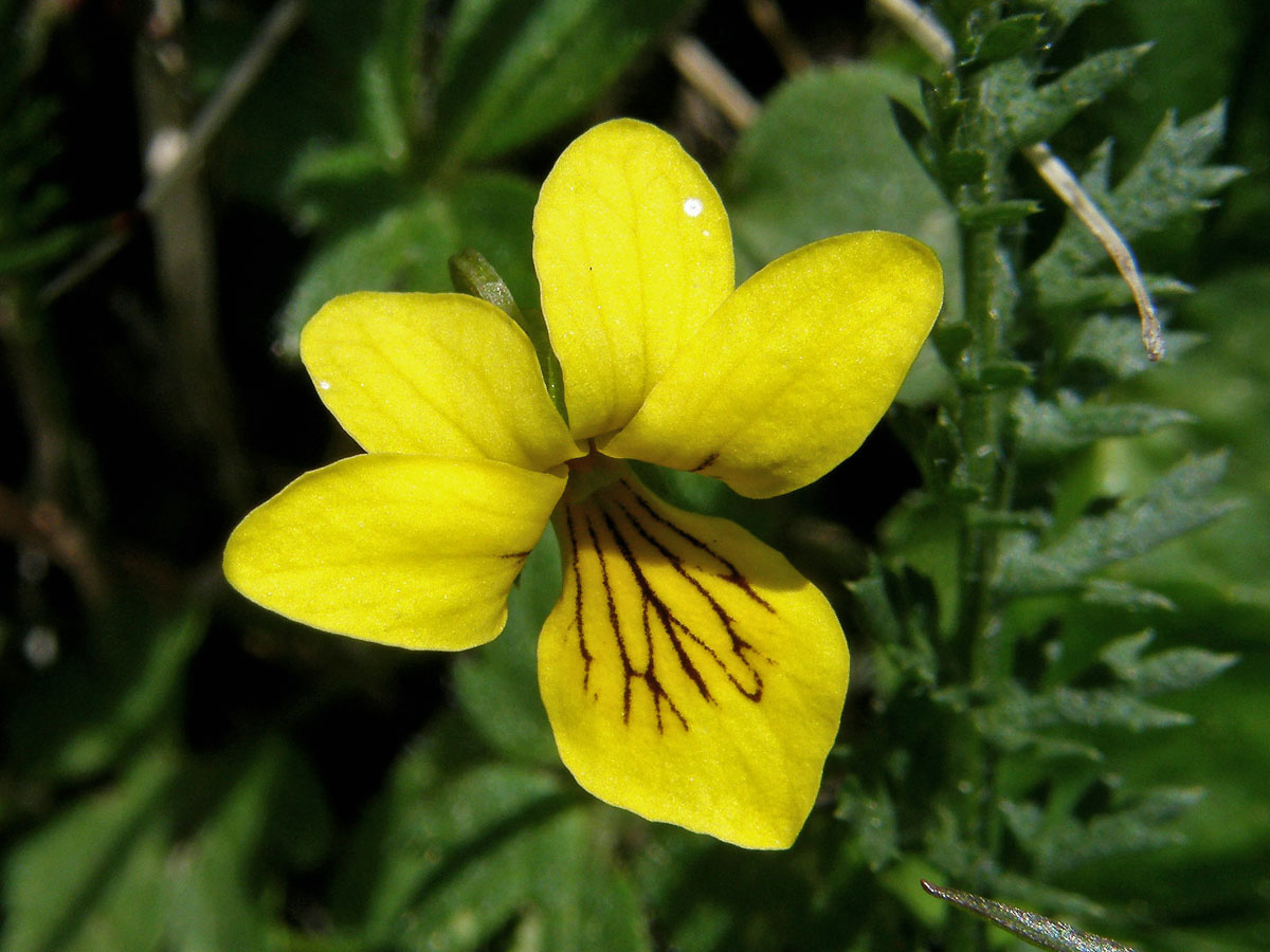 Violka dvoukvětá (Viola biflora L.)