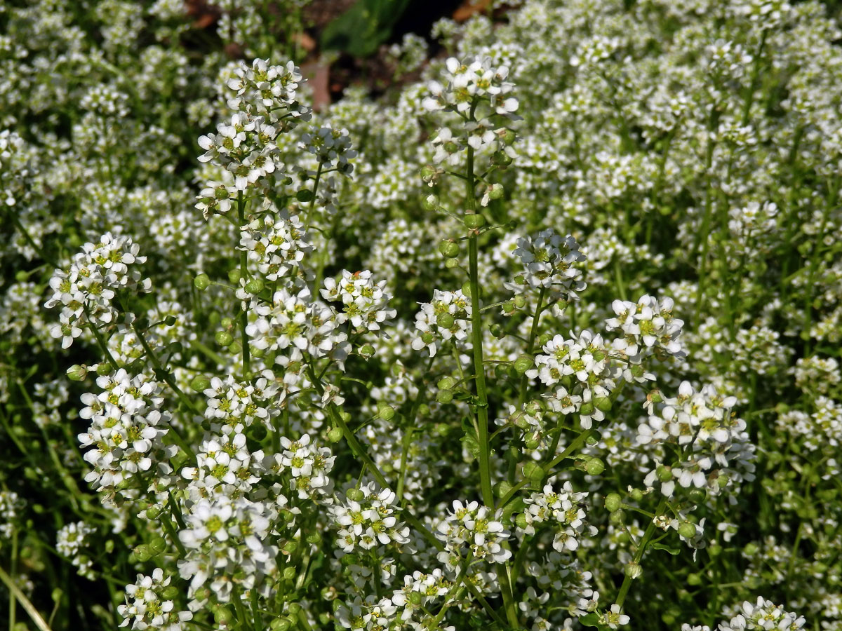 Lžičník lékařský (Cochlearia offiicinalis L.)