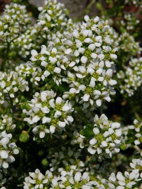 Lžičník lékařský (Cochlearia offiicinalis L.)