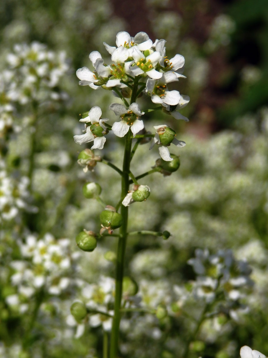 Lžičník lékařský (Cochlearia offiicinalis L.)