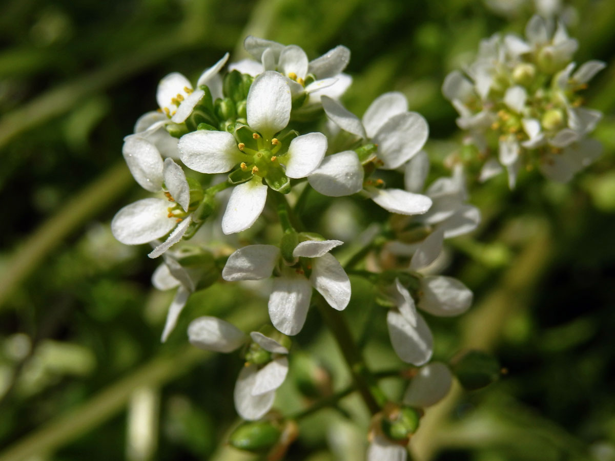 Lžičník lékařský (Cochlearia offiicinalis L.)