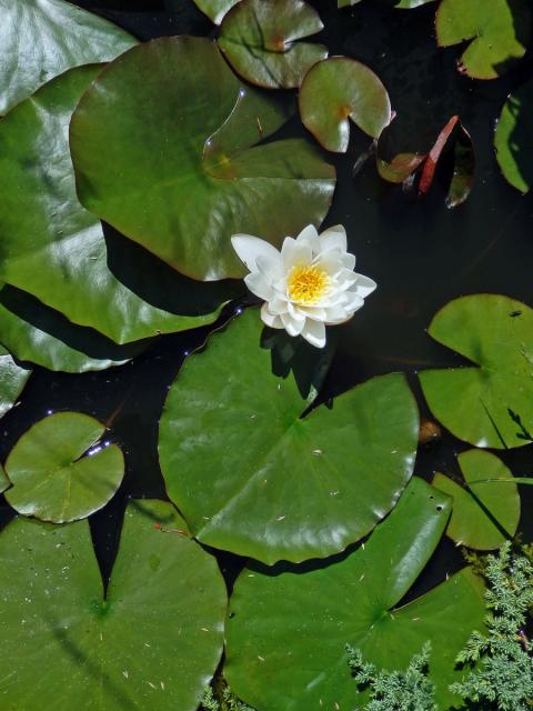 Leknín bělostný (Nymphaea candida J. Presl)