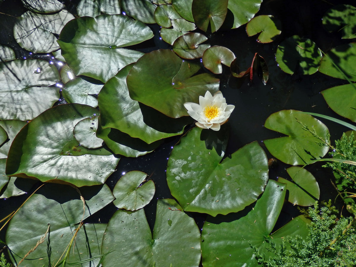 Leknín bělostný (Nymphaea candida J. Presl)