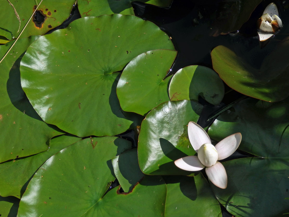 Leknín bělostný (Nymphaea candida J. Presl)