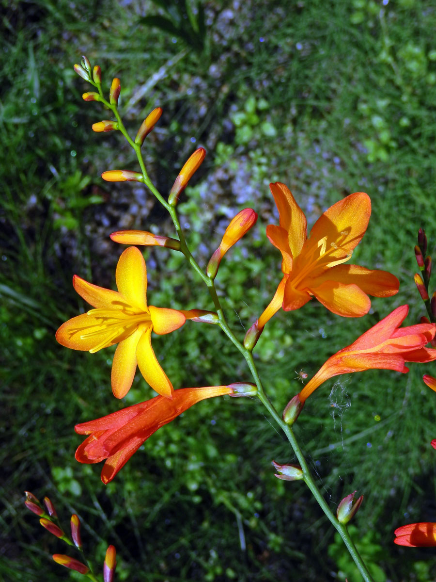 Montbrécie (Crocosmia × crocosmiiflora (Lemoine) N. E. Br.)