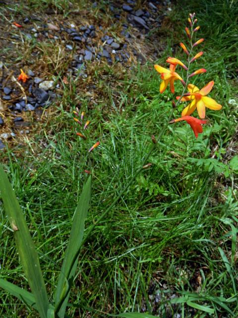 Montbrécie (Crocosmia × crocosmiiflora (Lemoine) N. E. Br.)