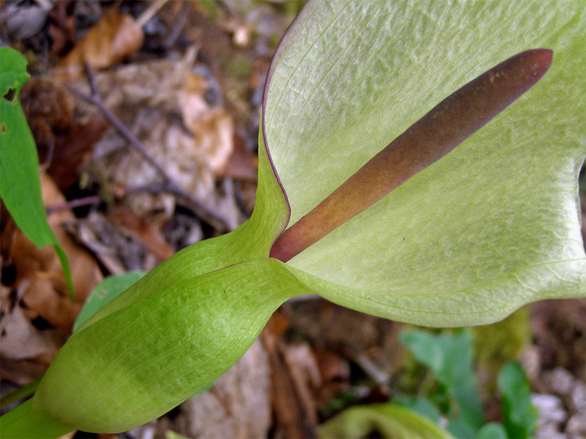 Áron plamatý (Arum maculatum L.)