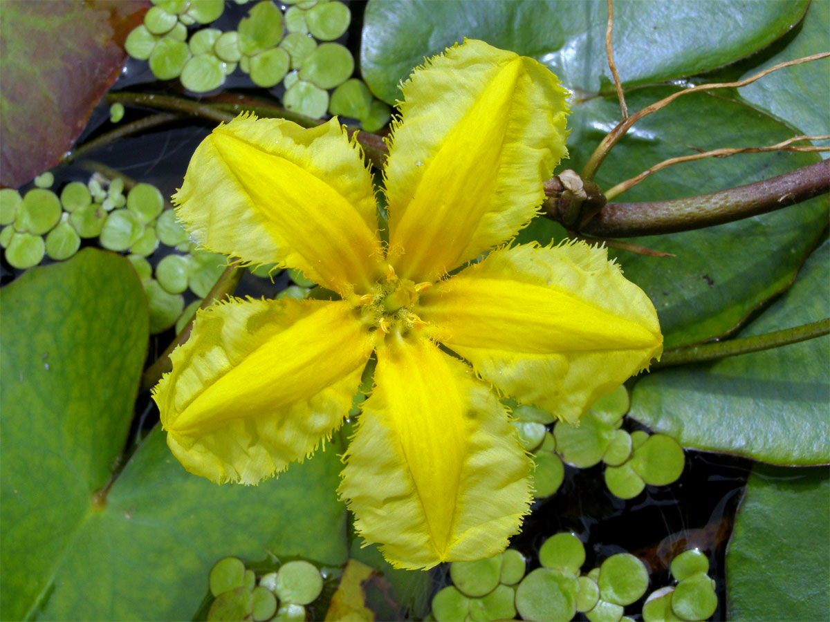 Plavín štítnatý (Nymphoides peltata (S. G. Gmel.) O. Kuntze)