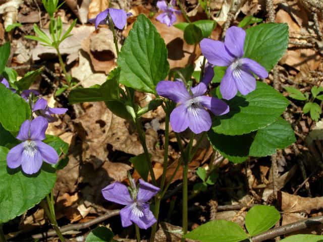 Violka Rivinova (Viola riviniana Rchb.)