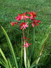 Montbrécie (Crocosmia × crocosmiiflora (Lemoine) N. E. Br.)