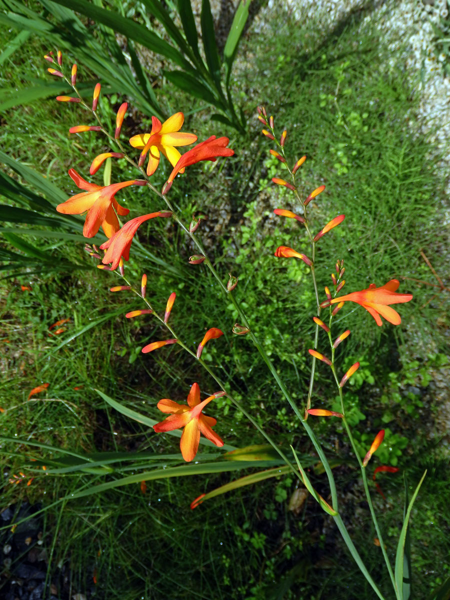 Montbrécie (Crocosmia × crocosmiiflora (Lemoine) N. E. Br.)