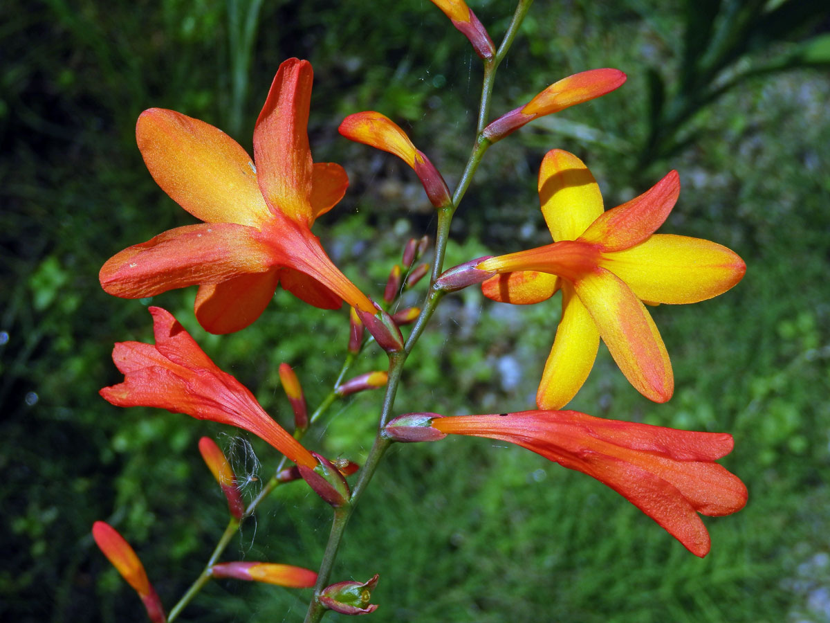 Montbrécie (Crocosmia × crocosmiiflora (Lemoine) N. E. Br.)