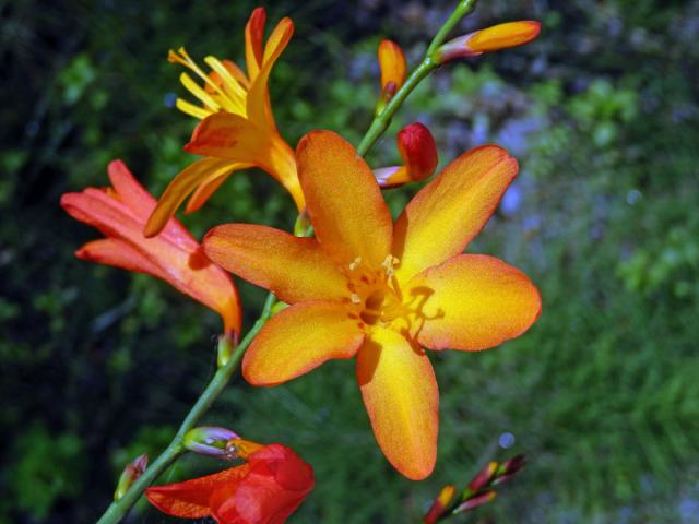 Montbrécie (Crocosmia × crocosmiiflora (Lemoine) N. E. Br.)