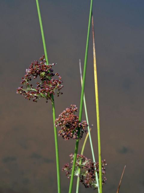 Sítina rozkladitá (Juncus effusus L.)