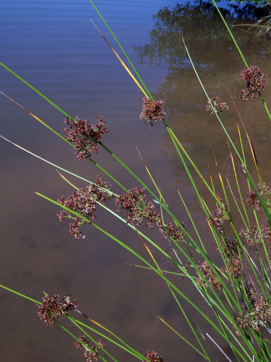 Sítina rozkladitá (Juncus effusus L.)