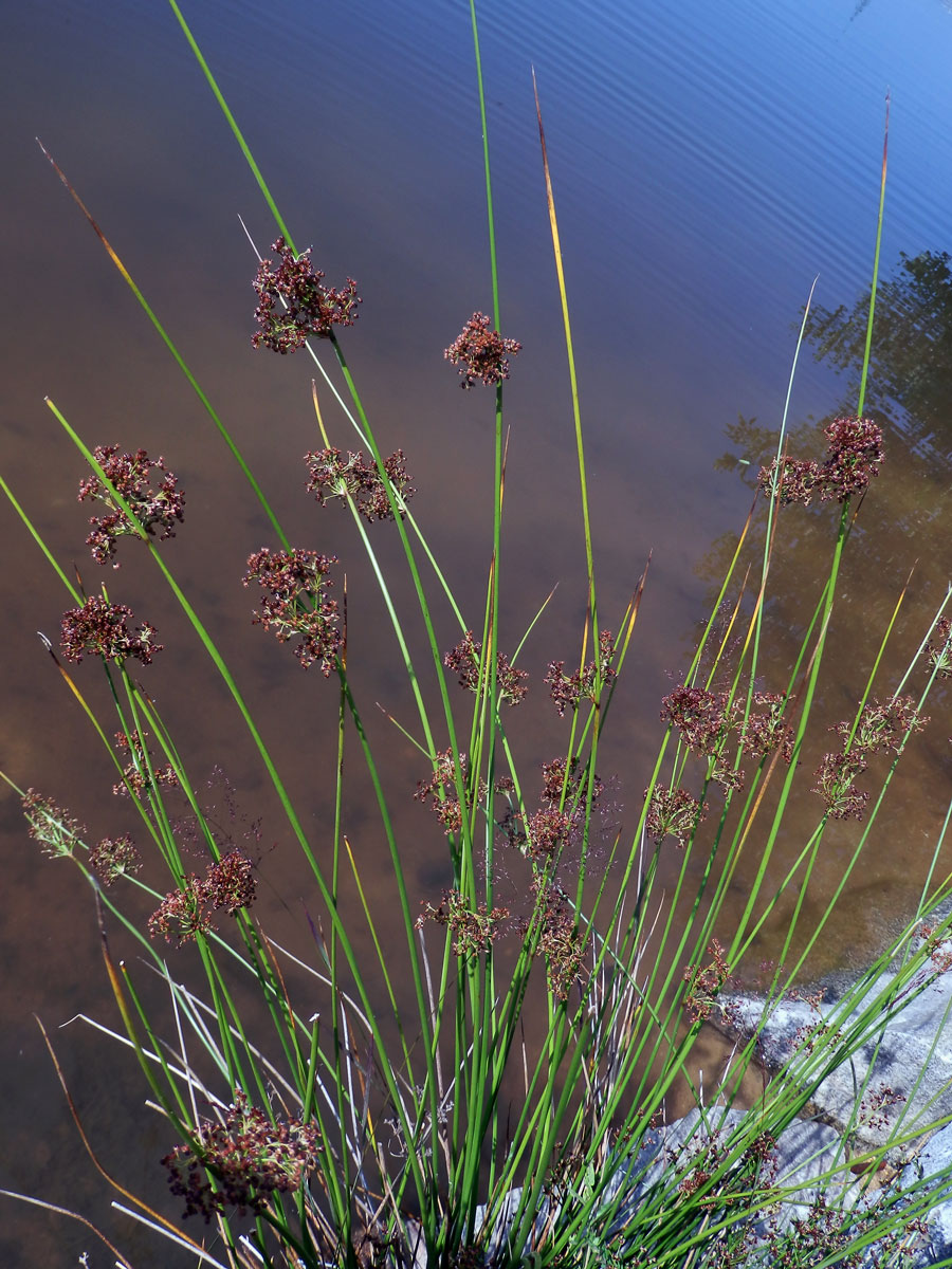 Sítina rozkladitá (Juncus effusus L.)